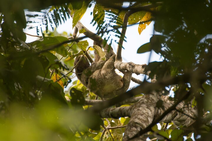 Sloth Observation Tour –Day or Night from Arenal - Photo 1 of 6